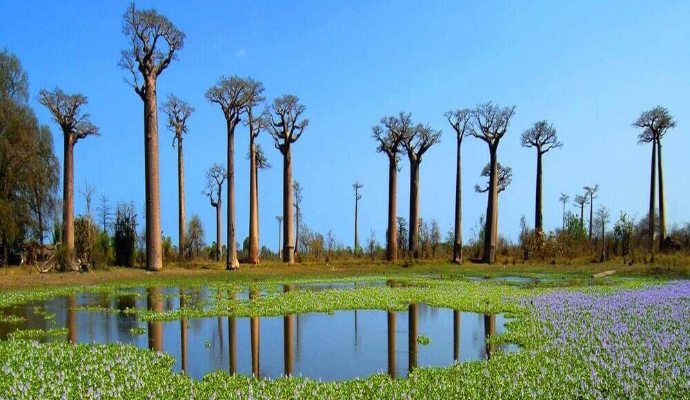 WTC holidays-madagascar baobab trees lake