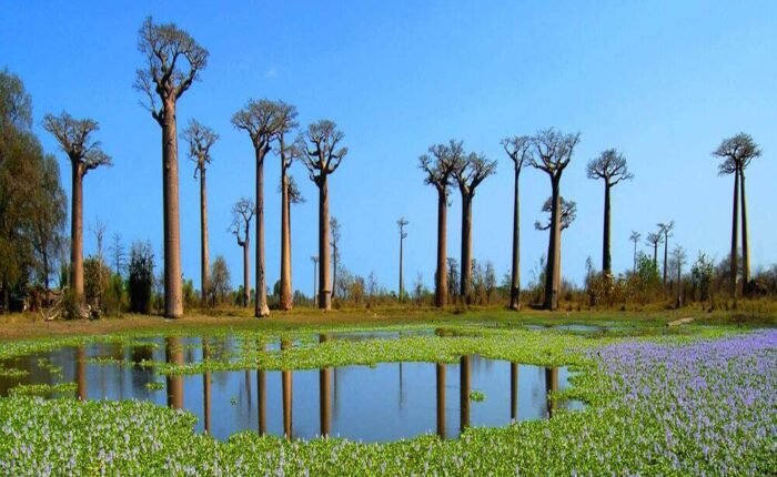 WTC holidays-madagascar baobab trees lake