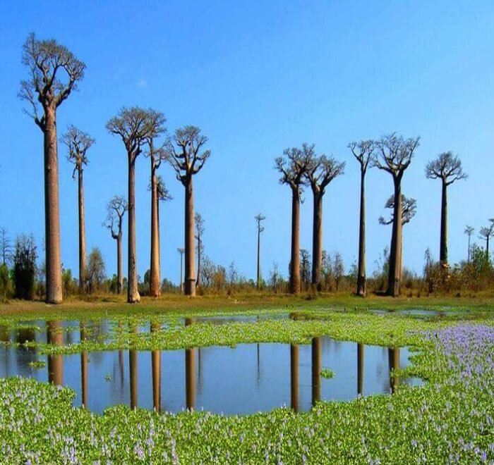 WTC holidays-madagascar baobab trees lake