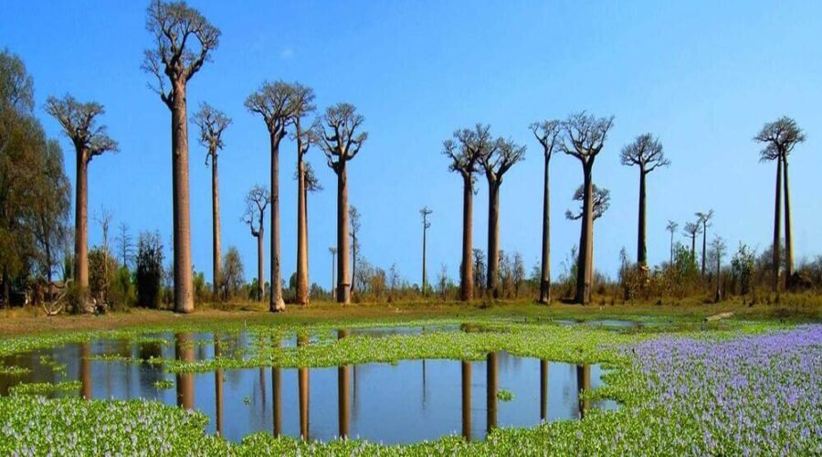 WTC holidays-madagascar baobab trees lake